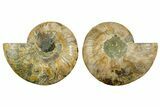 Cut & Polished Crystal-Filled Ammonite Fossil - Madagascar #362372-1